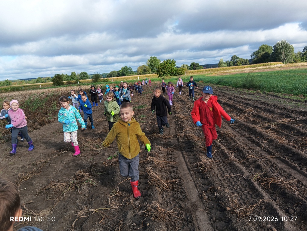 Jesienne wykopki w Kupieninie